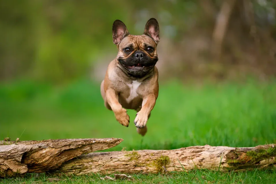 Hund springt über einen Baumstamm