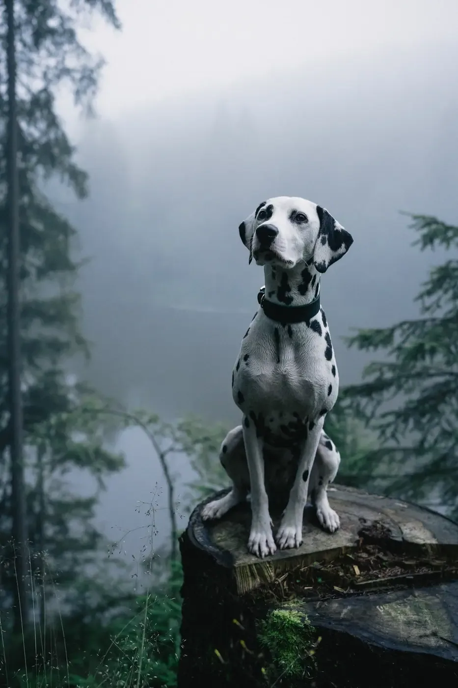 Dalmatiner im nebligen Wald