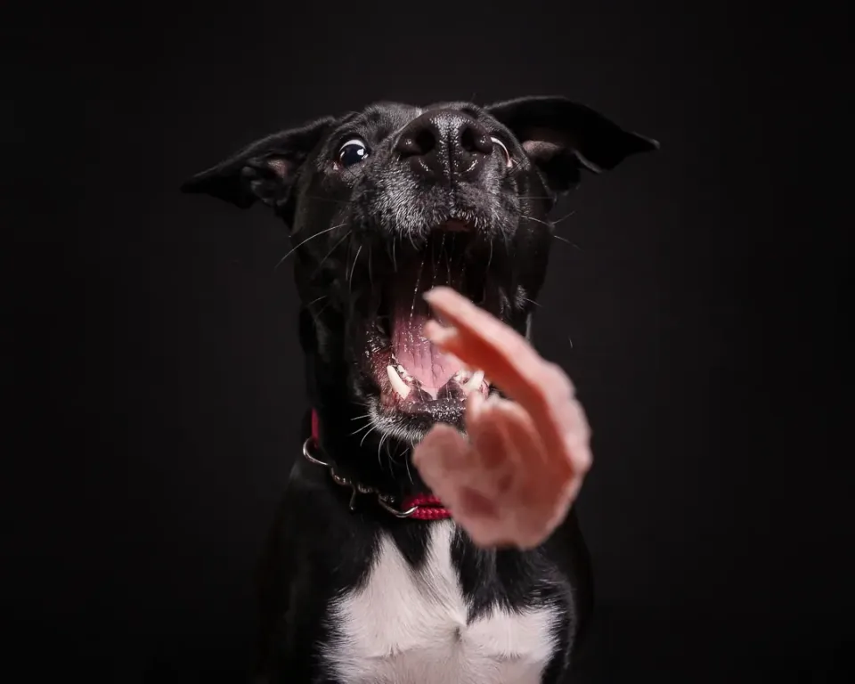 Hundeportrait vor dunklem Hintergrund