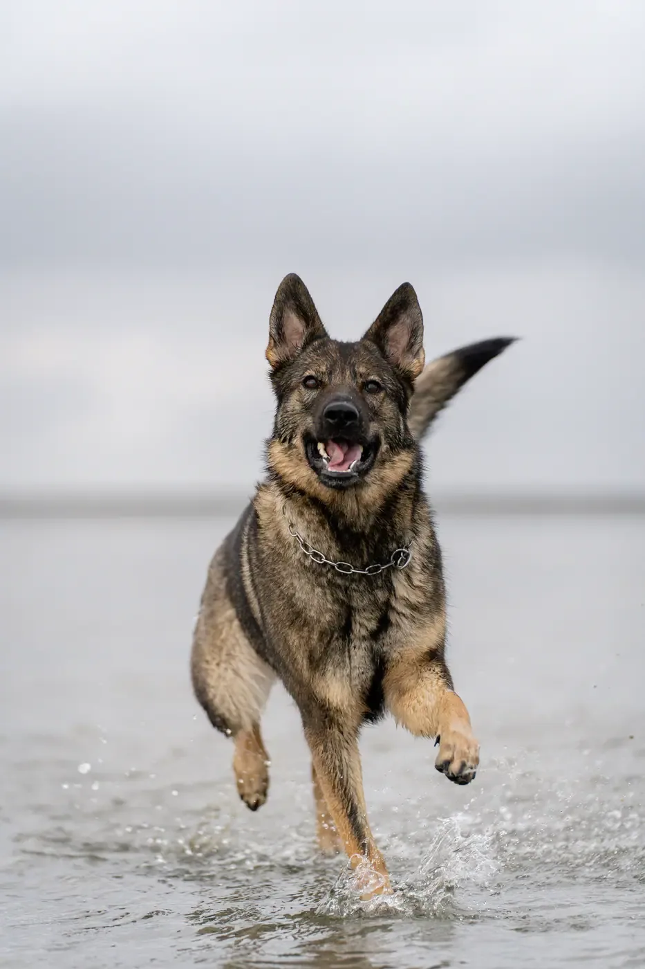 Hund in Bewegung am Wasser